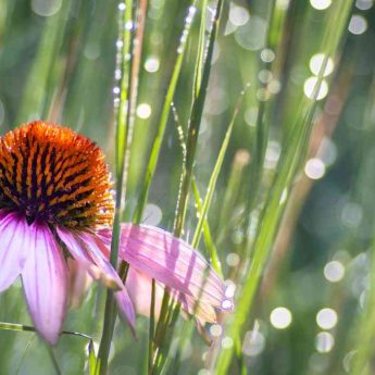 Associer le Schizachyrium