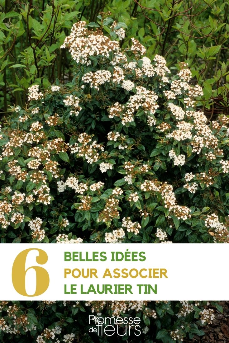 associations viburnum tinus laurier-tin jardin et terrasse