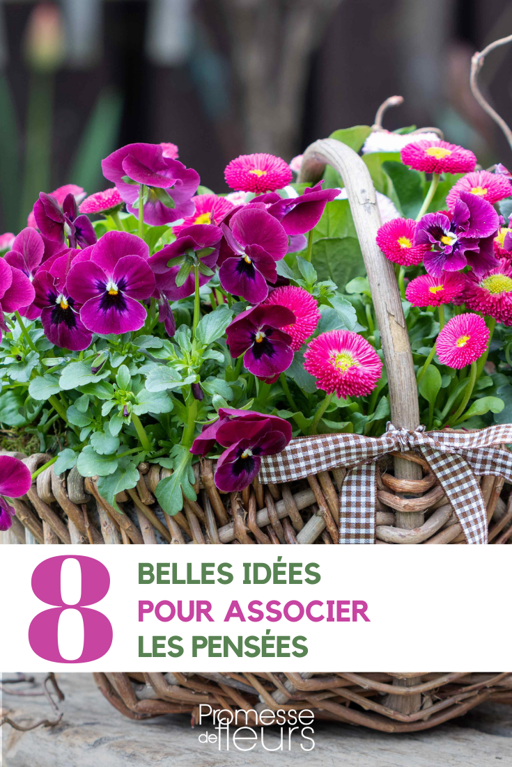 Composition d'une jardinière de fleurs : les bonnes associations