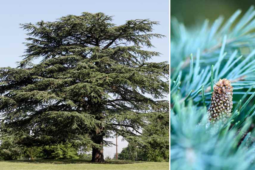 arbres pour parc, arbre pour grand jardin