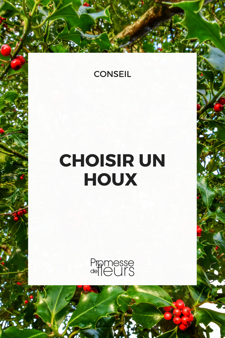 comment choisir un houx ilex