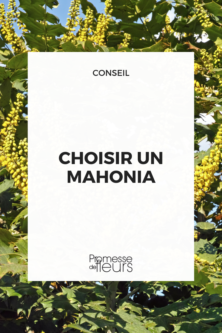 comment choisir un mahonia