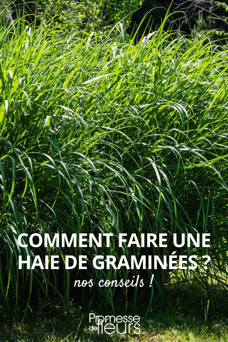 Constituer une haie avec des graminées