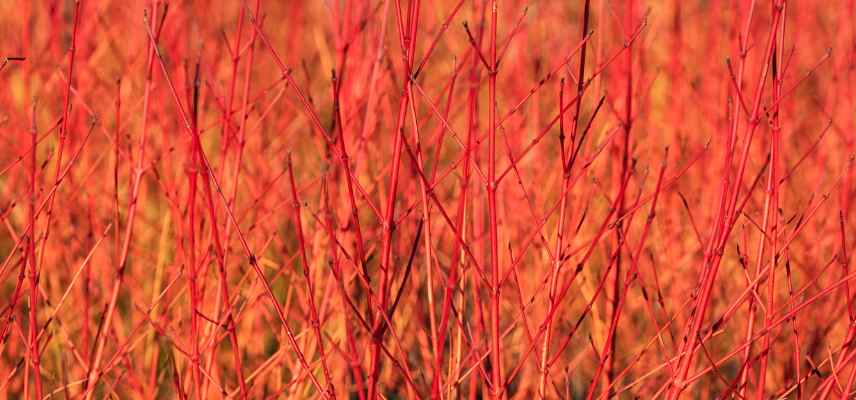 Cornus cornouillers les plus colores