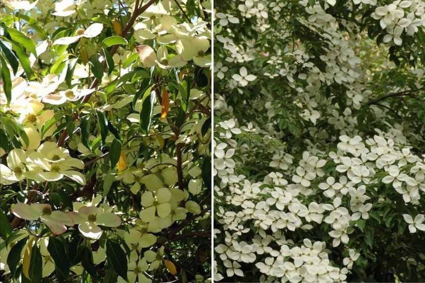 cornouiller persistant, cornouiller a fleurs persistant, cornus feuilles persistantes