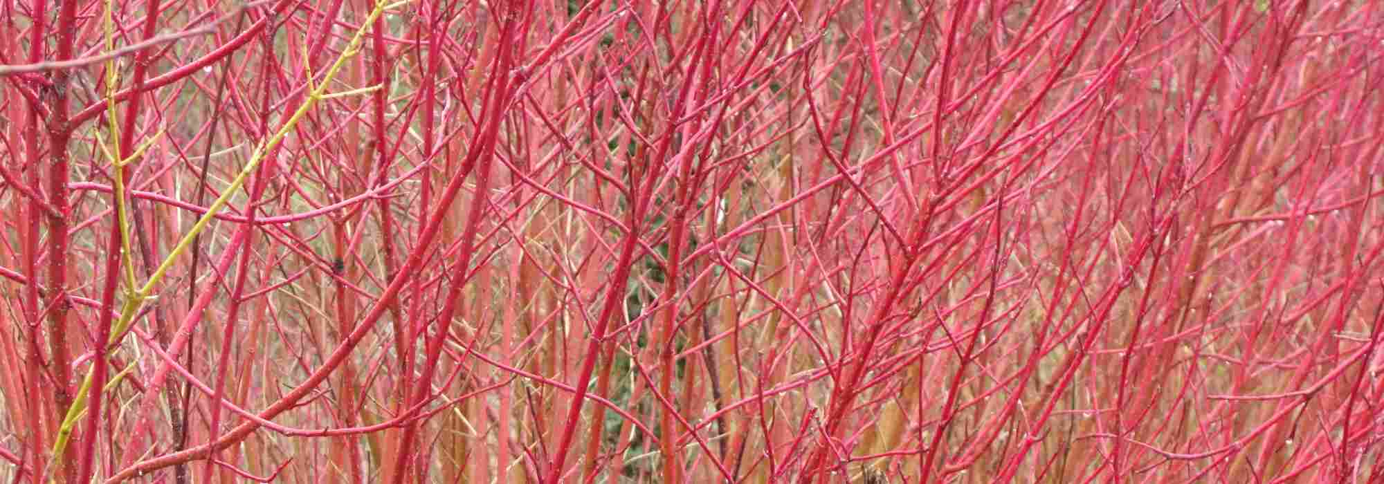 Les cornouillers à bois décoratifs les plus colorés