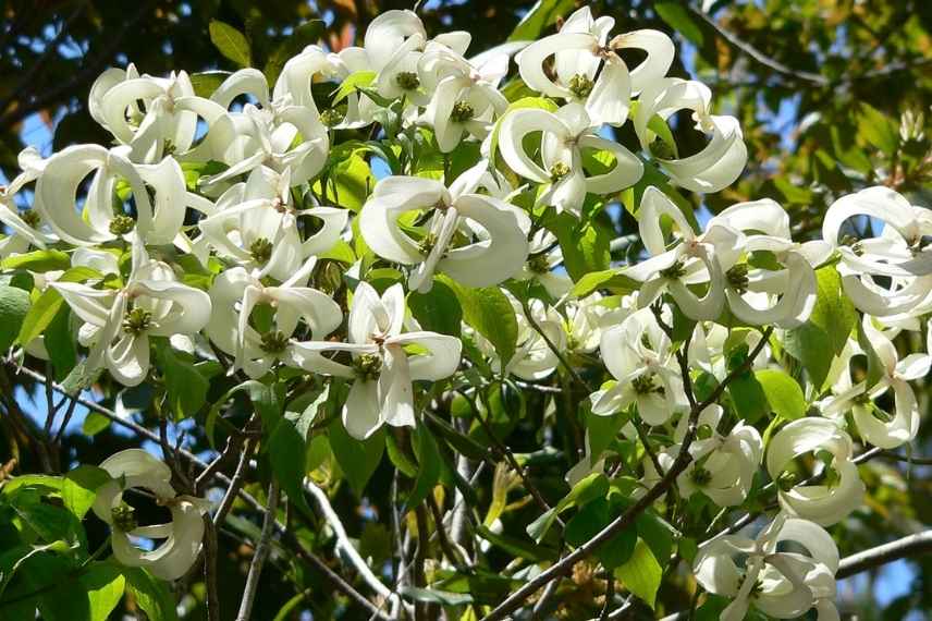 cornouiller persistant, cornouiller a fleurs persistant, cornus feuilles persistantes