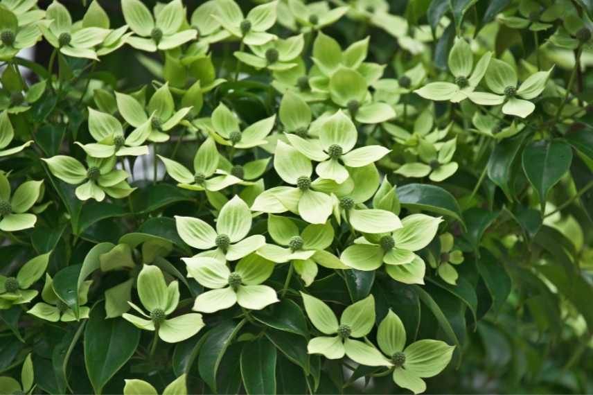 cornouiller persistant, cornouiller a fleurs persistant, cornus feuilles persistantes