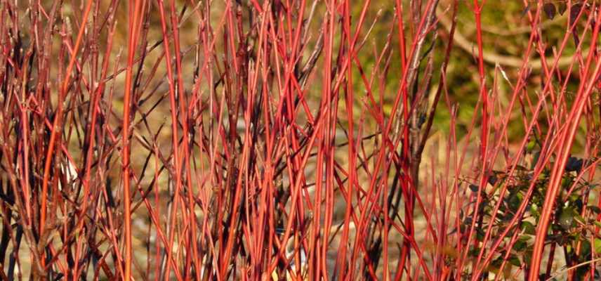 Cornus cornouillers les plus colores