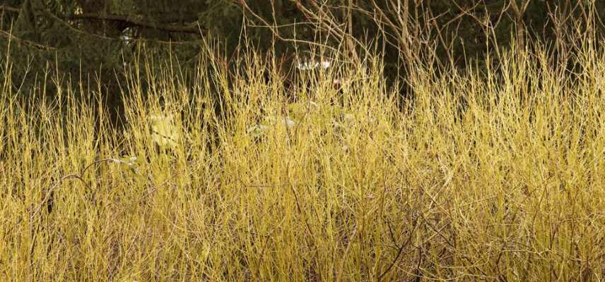 Cornus cornouillers les plus colores