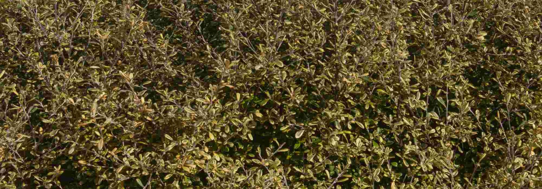 Corokia : plantation, entretien