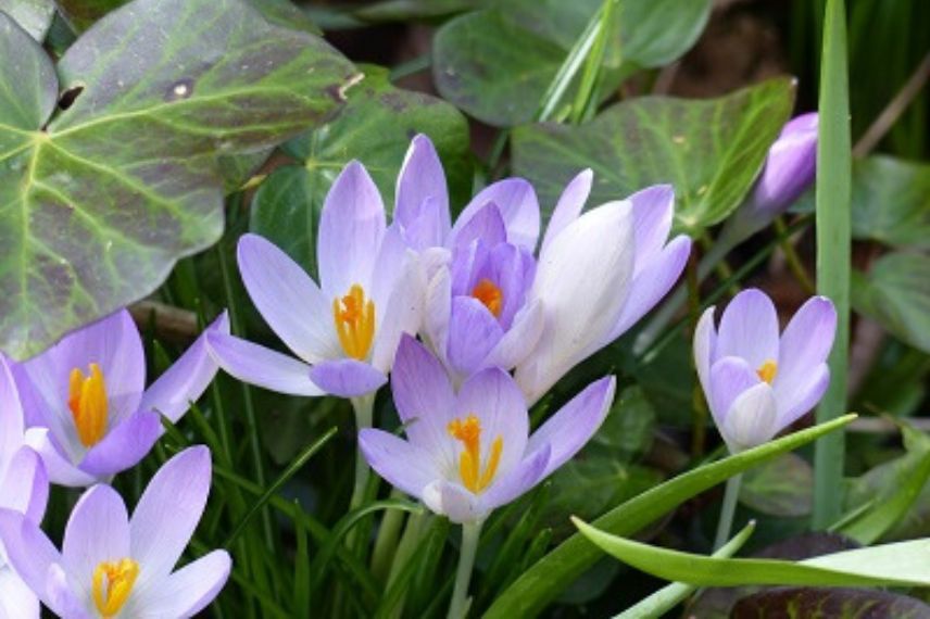 bulbes printaniers mellifères : le crocus