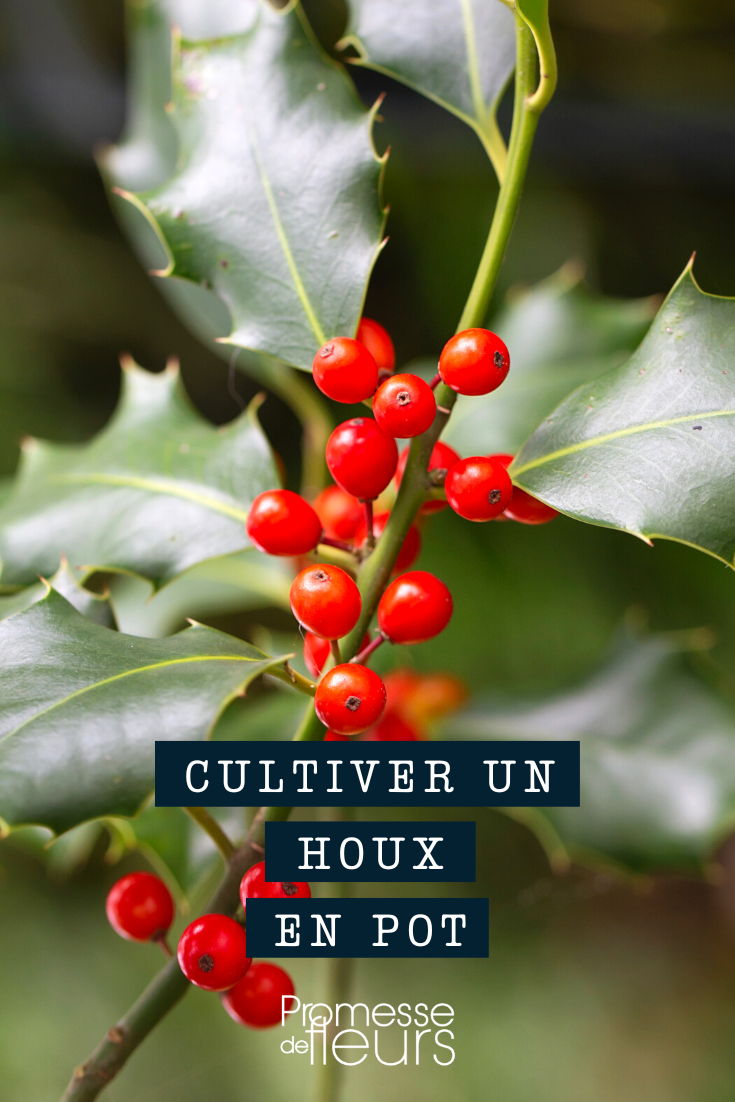 Culture houx ilex en pot ou en bac