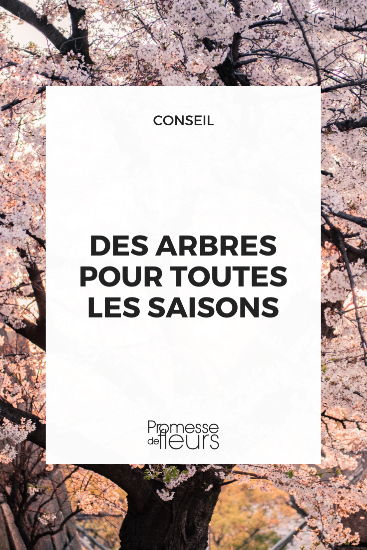 Sélection d'arbres pour les quatre saisons