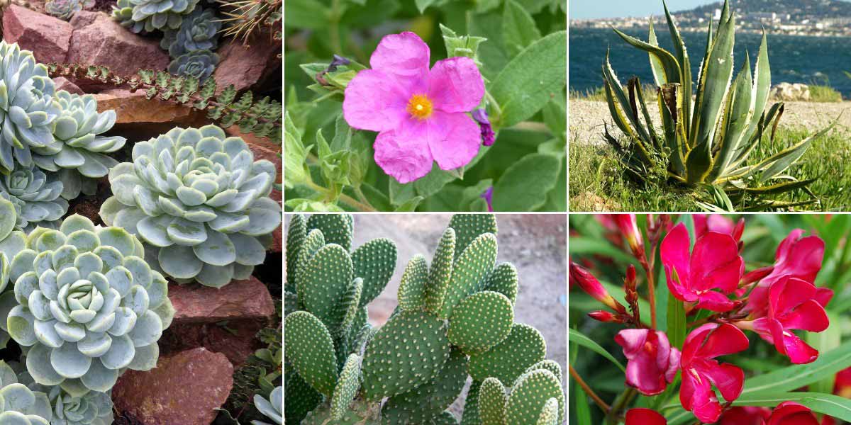 Associer l'Echeveria : dans un jardin méditerranéen