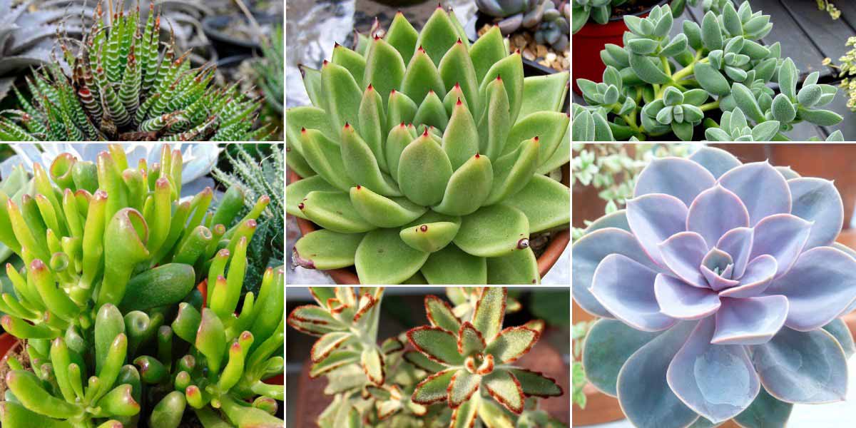 Associer l'Echeveria : pour réaliser une composition en pot