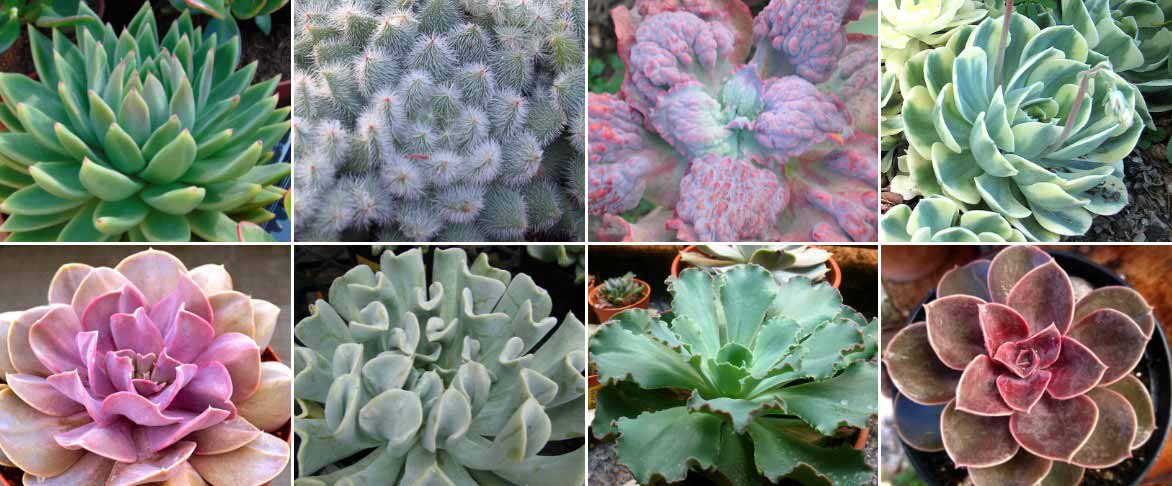 Succulentes Echeveria variées (lot de 20)