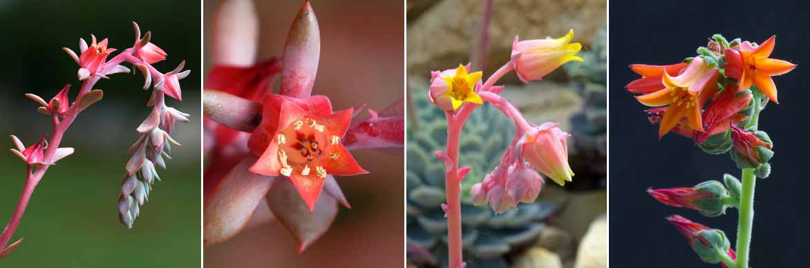 La fleurs des Echeverias