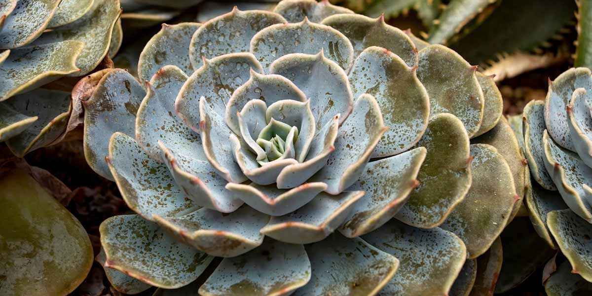 Echeveria : tous nos conseils de culture