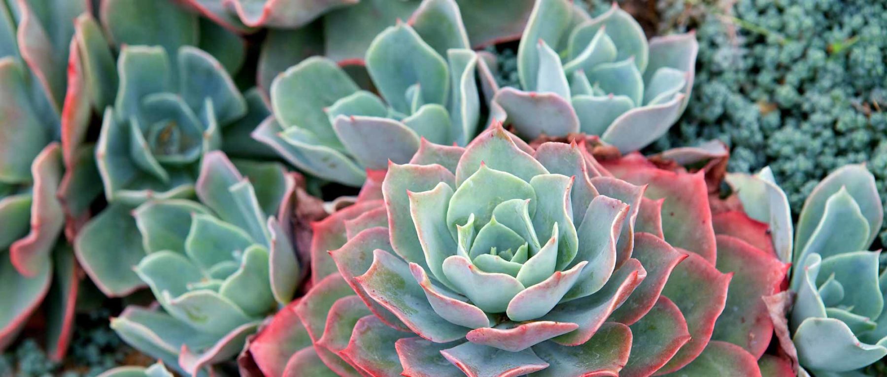 Succulentes Echeveria variées (lot de 20)