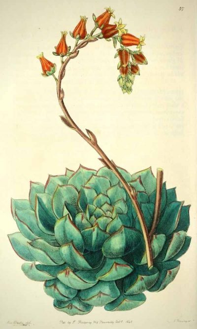 Planche botanique représentant l'Echeveria secunda