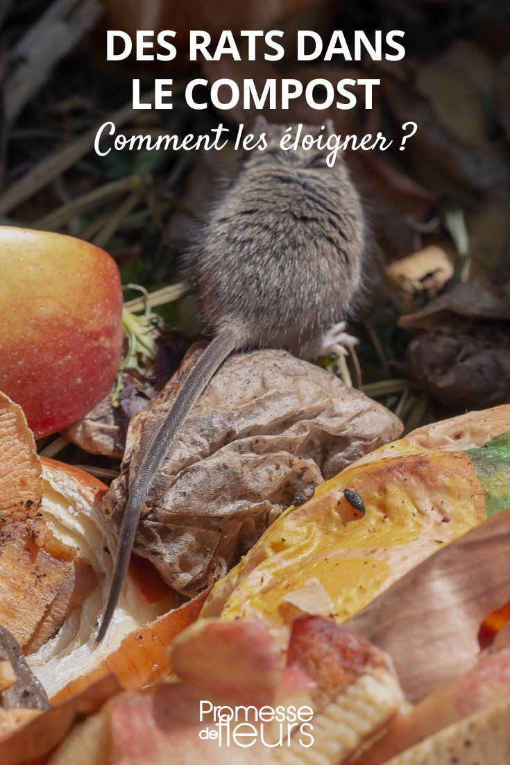 des rats dans le compost : comme les éloigner