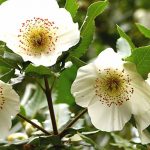 Associer l'Eucryphia, un bel arbuste à fleurs d'été