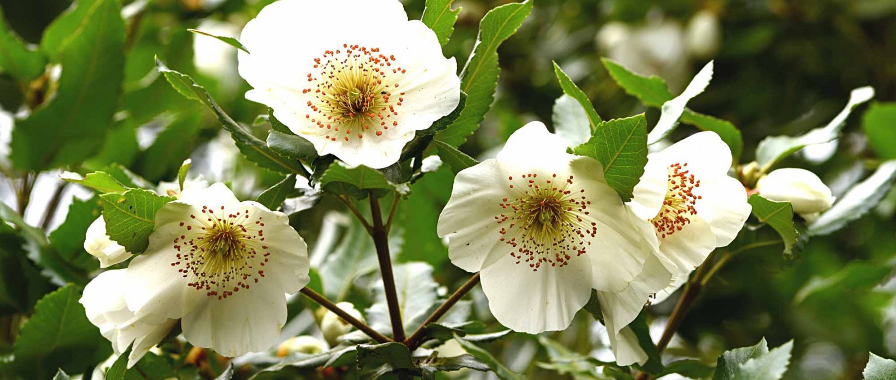 Associer l'Eucryphia, un bel arbuste à fleurs d'été