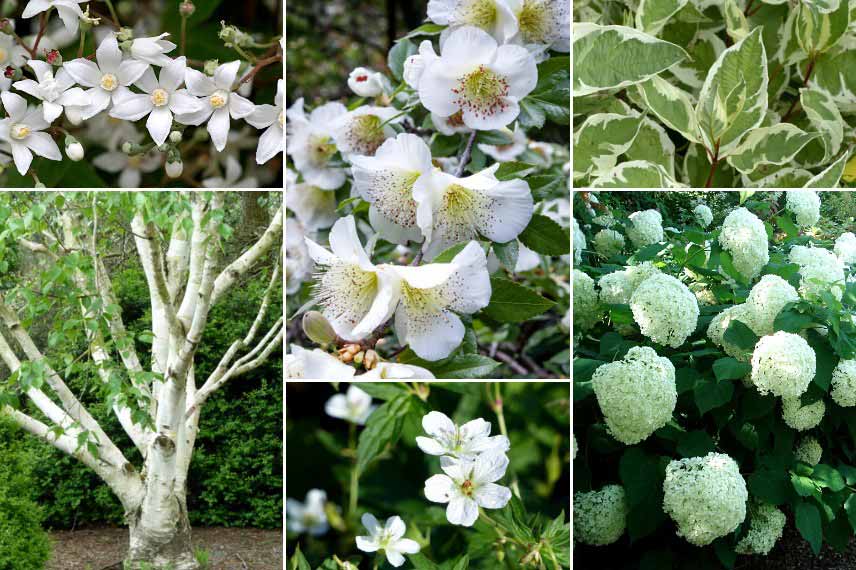 Idées d'association avec l'Eucryphia