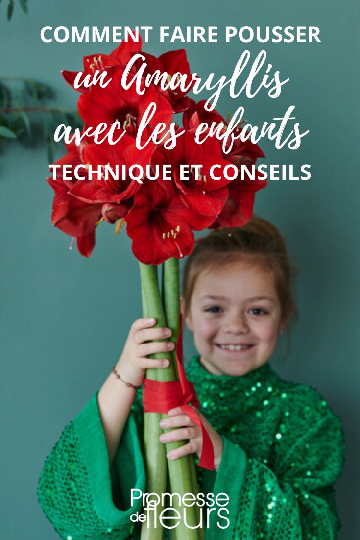 tuto avec les enfants : planter un Amaryllis