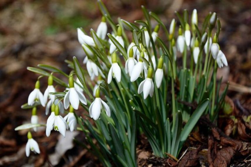 bulbes printaniers mellifères : le perce-neige