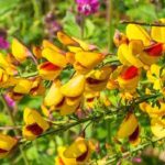 Les plus belles variétés de genêts ou Cytisus