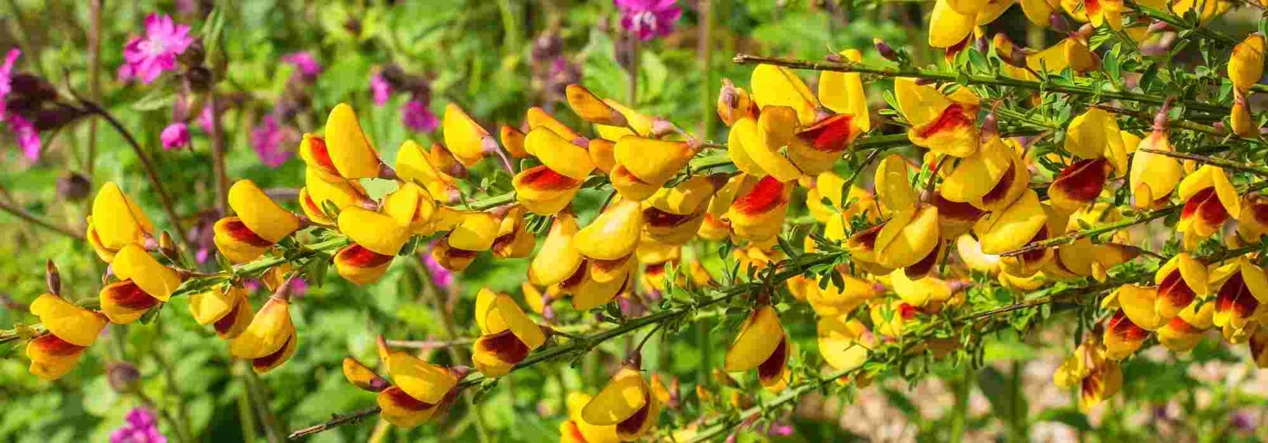 Les plus belles variétés de genêts ou Cytisus