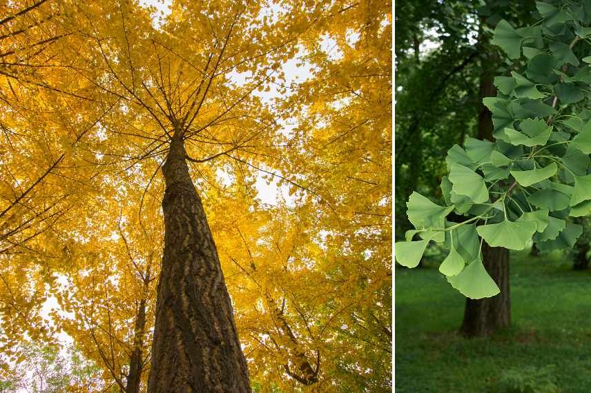 arbres pour parc, arbre pour grand jardin