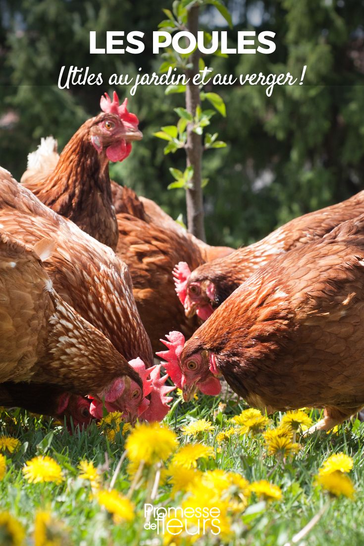 poules alliées du jardinier