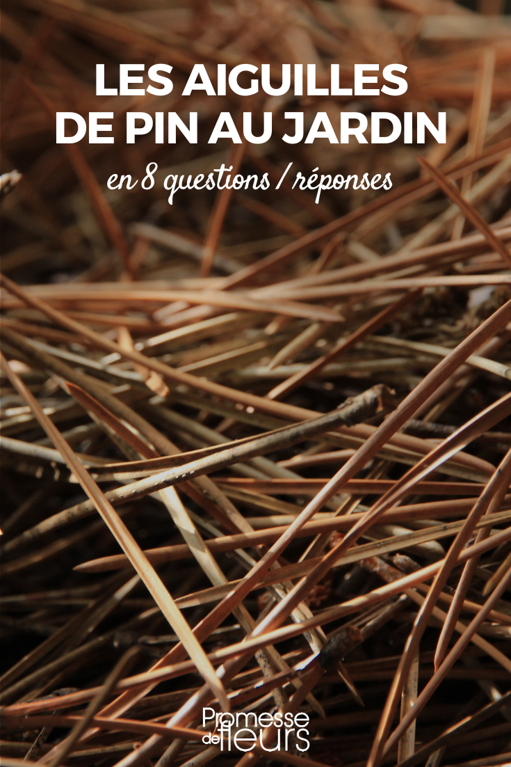 tout savoir sur les aiguilles de pin au jardin