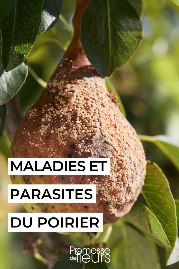 poirier malade traitements naturels