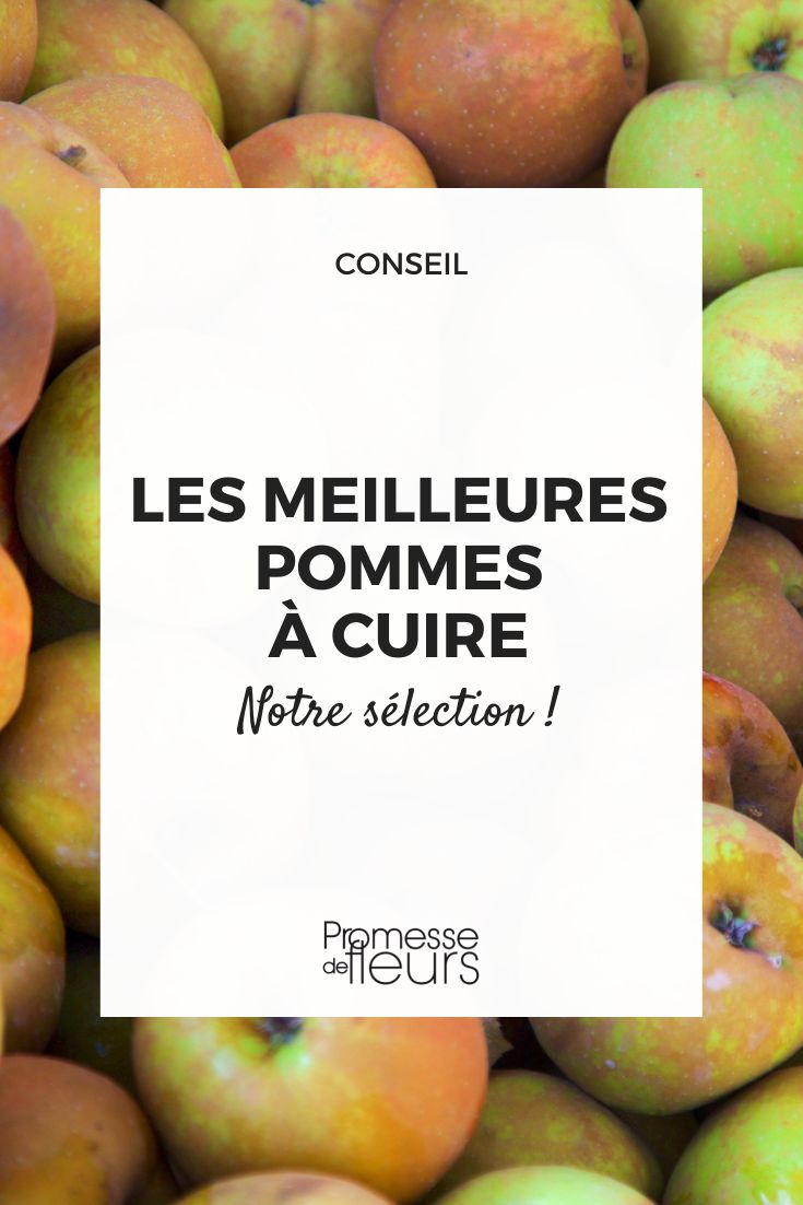 Compote de pomme du jardin - Recette Facile - Mon Inspiration Jardin