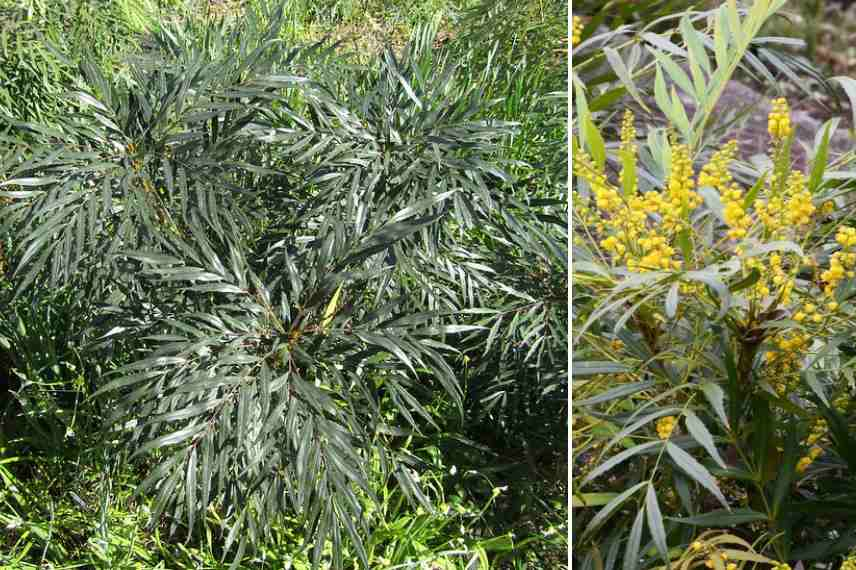 Mahonia fleurs floraisons automne automnale