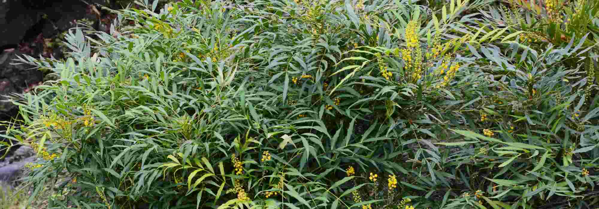 7 Mahonias à floraison automnale