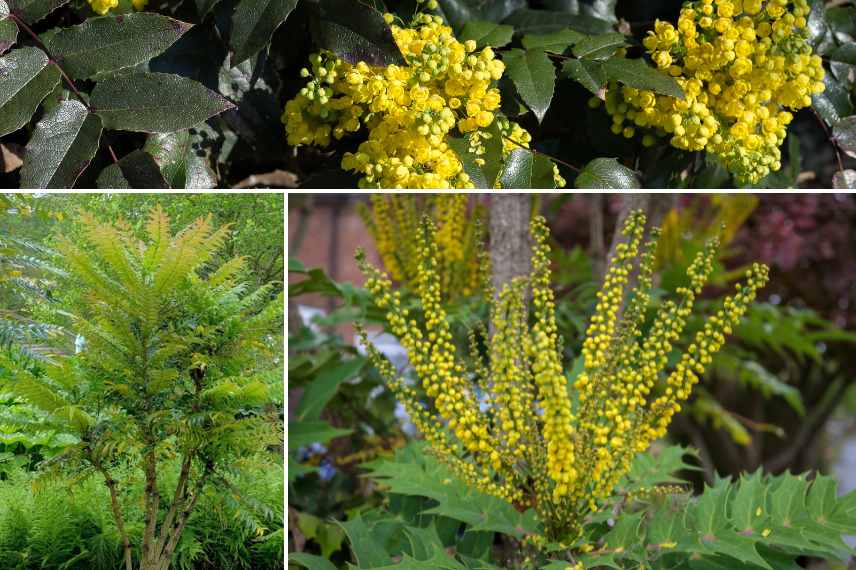 taille du mahonia, tailler mahonia, taille mahonia quand pourquoi comment, taille mahonia intérêt