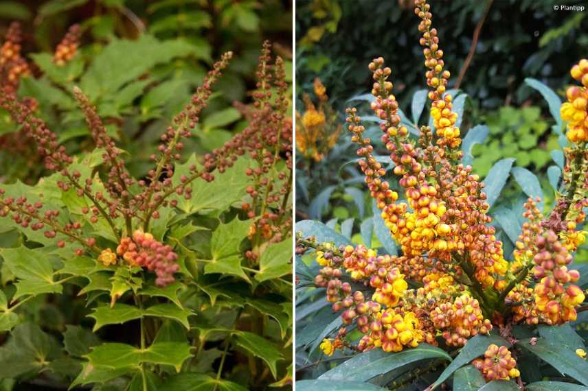 Mahonia fleurs floraisons automne automnale