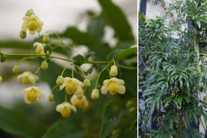 Mahonia fleurs floraisons automne automnale