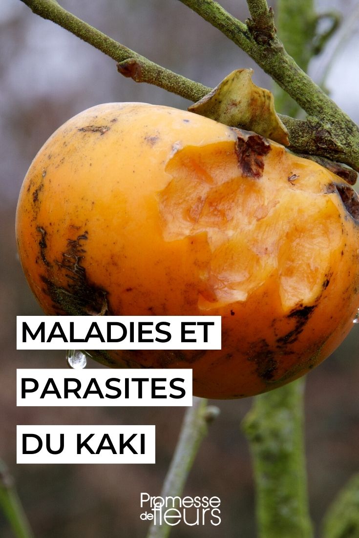 maladies et ravageurs plaqueminier kaki