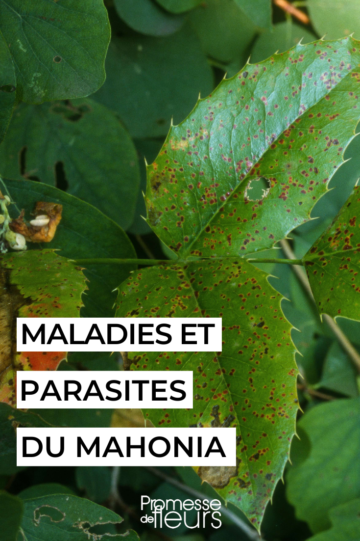 mahonia malade