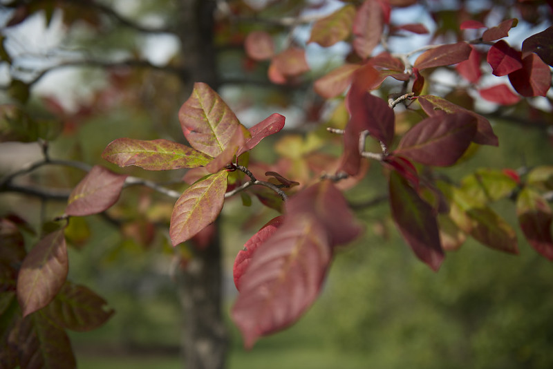 Nyssa, gommier noir, tupelo, plantation entretien, Nyssa sylvatica