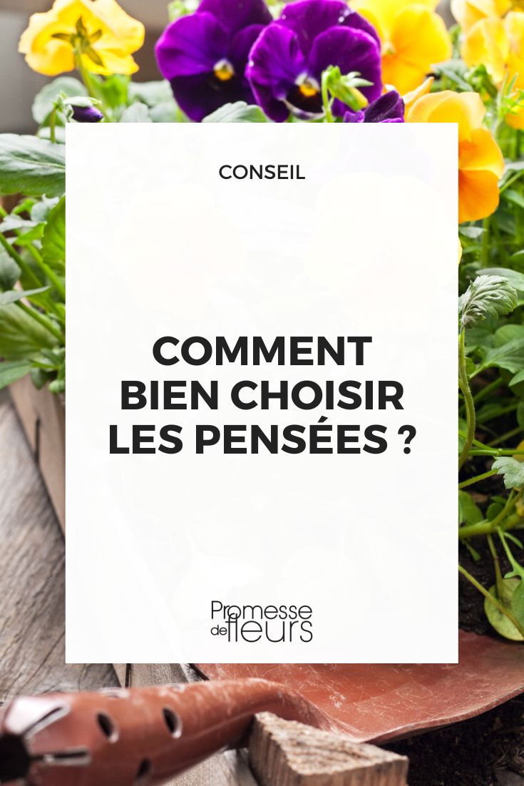 Choisir pensées viola cornuta