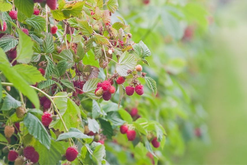 Petits fruits culture