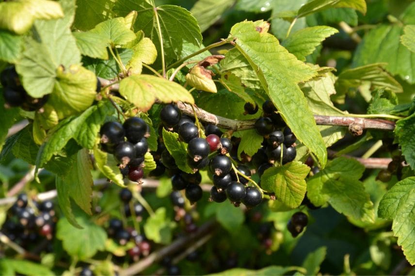 Petits fruits culture