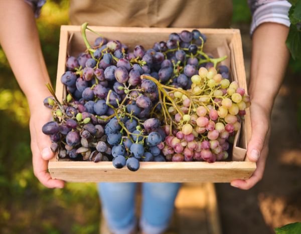 Comment conserver son raisin ?